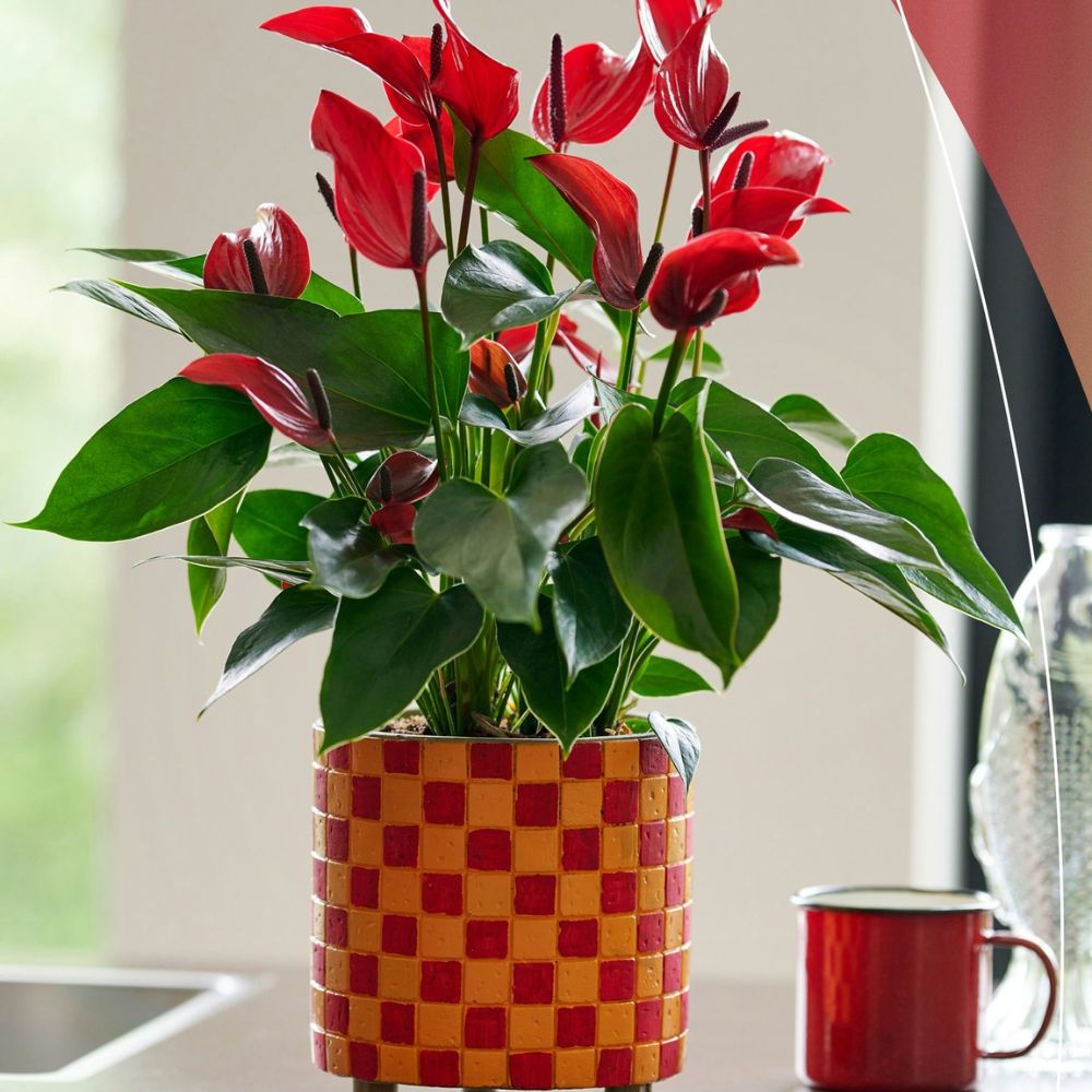Anthurium Banderola Lava from the breeder Anthura B.V Anthurium Banderola Lava from the breeder Anthura B.V