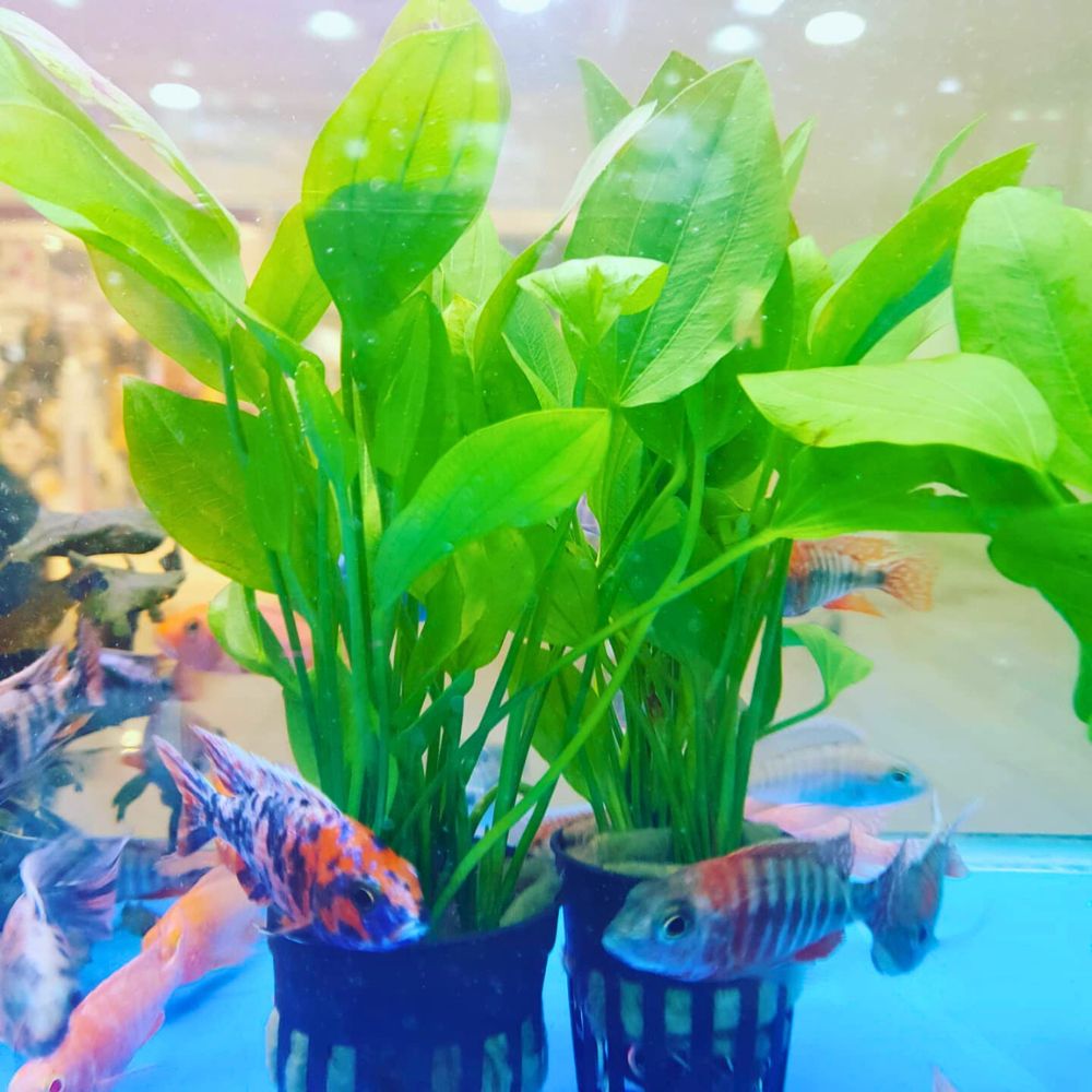 Aquarium Plants