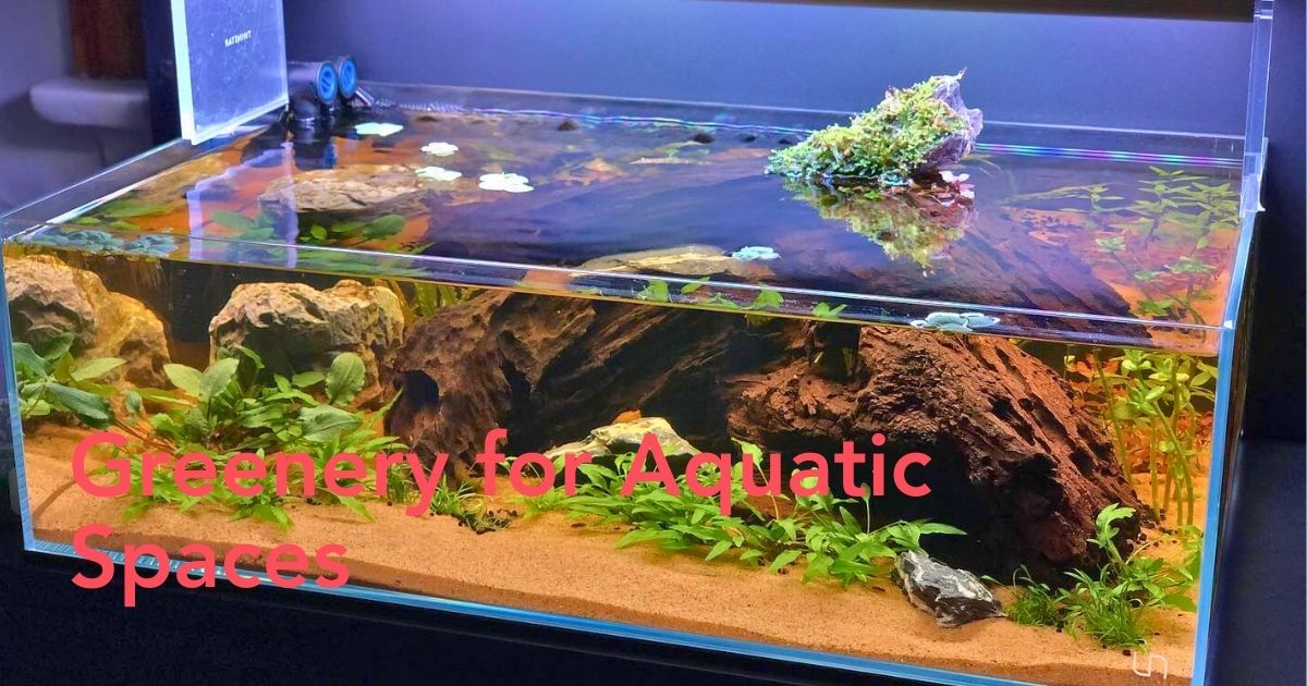 Aquarium Plants