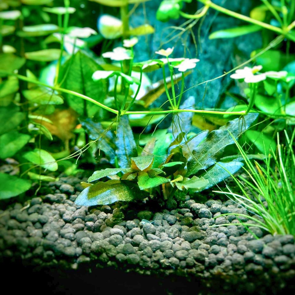 Aquarium Plants