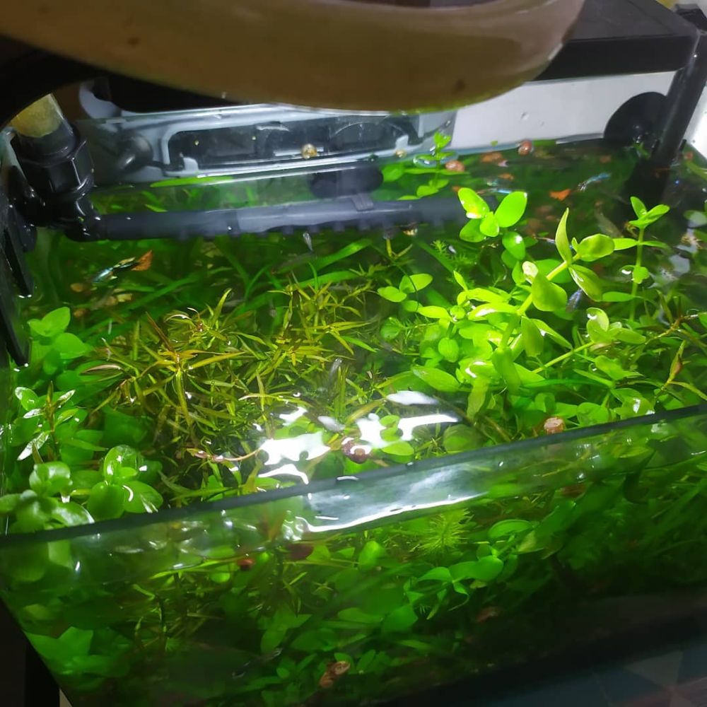 Aquarium Plants