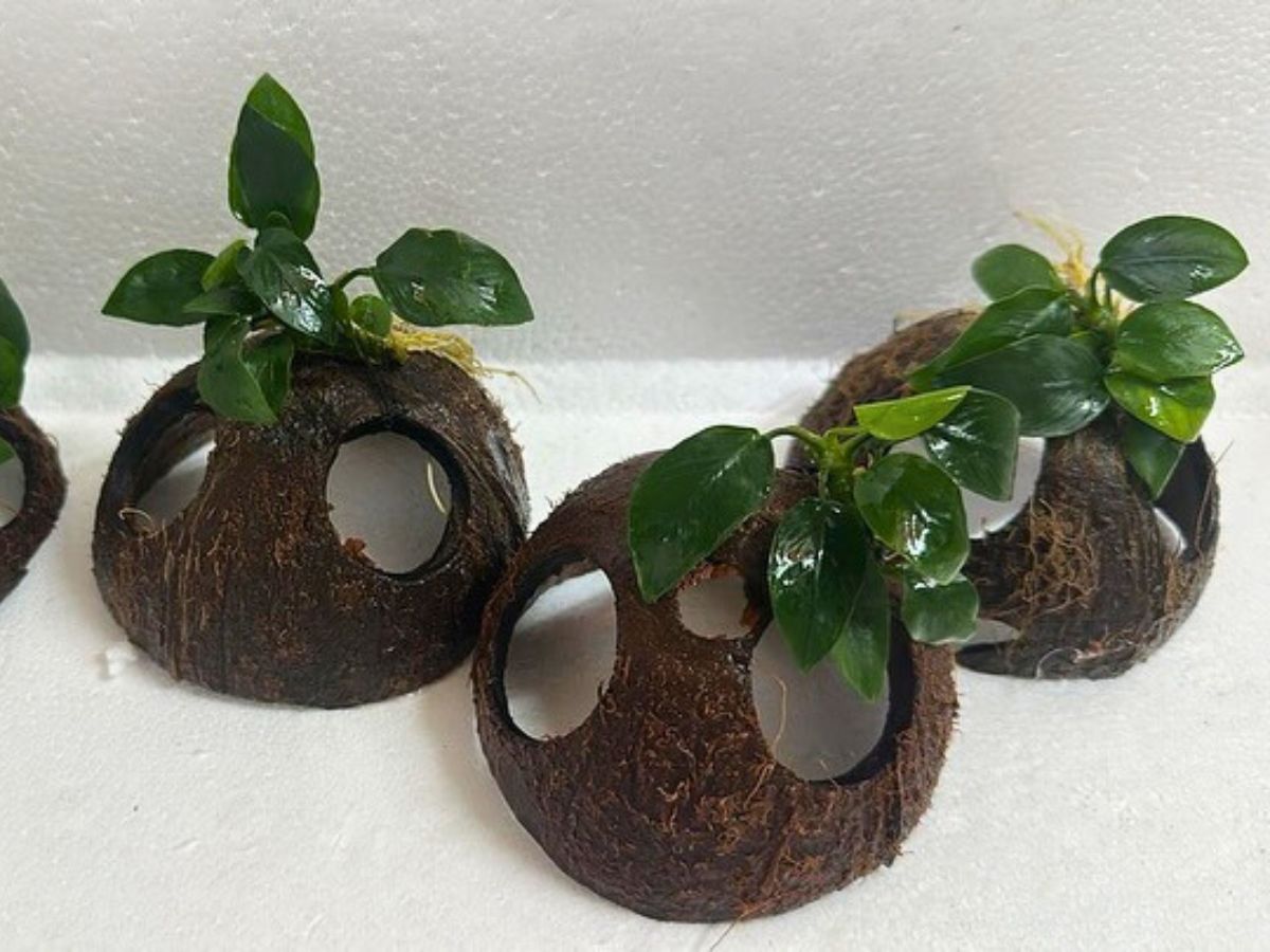 Aquarium Plants