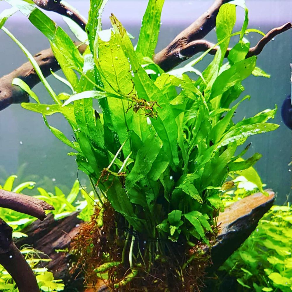Aquarium Plants