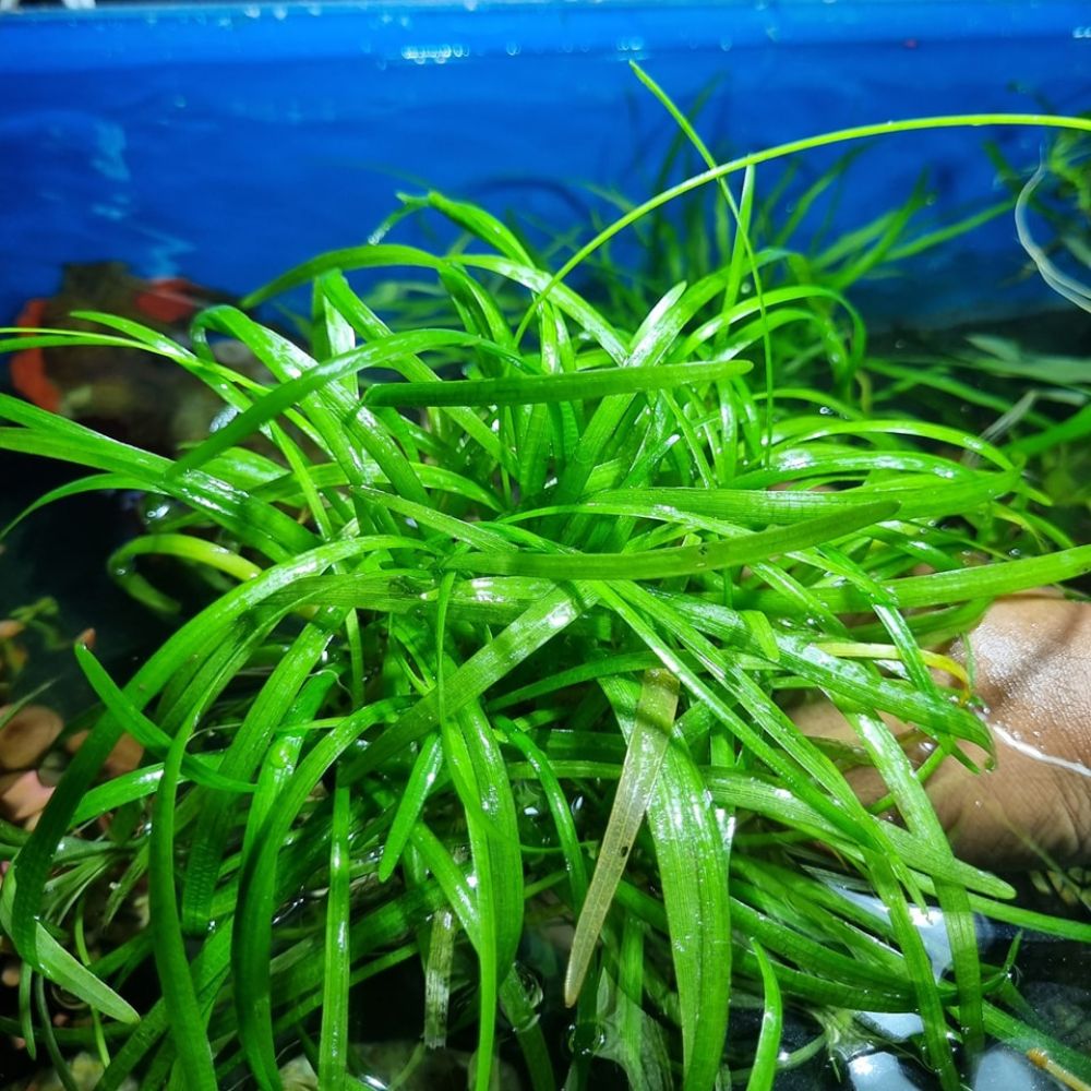 Aquarium Plants