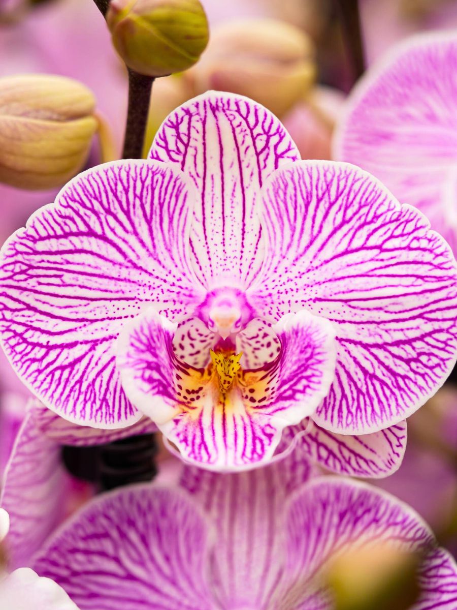 Phalaenopsis Orchid by Decorum growers Phalaenopsis Orchid by Decorum growers