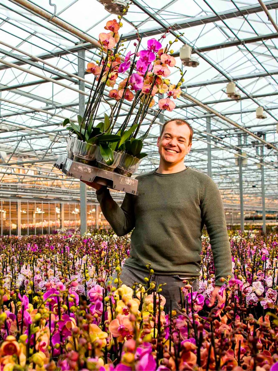 Decorum plants and flowers orchids Decorum plants and flowers orchids