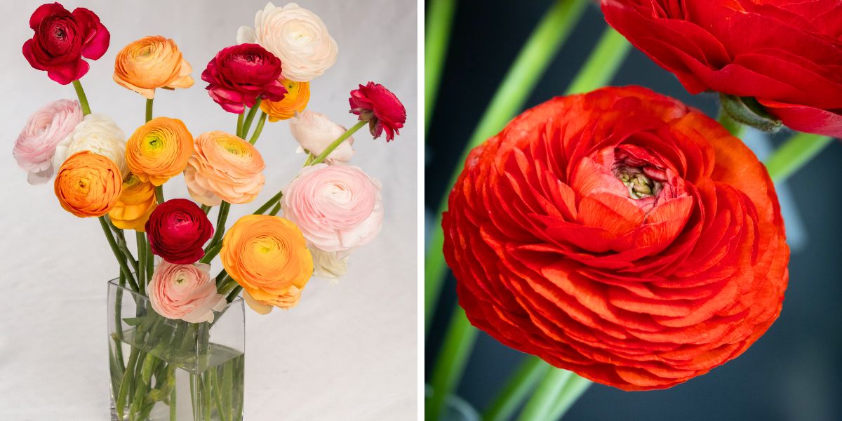 Behind the scenes performer Ranunculus by Tessa