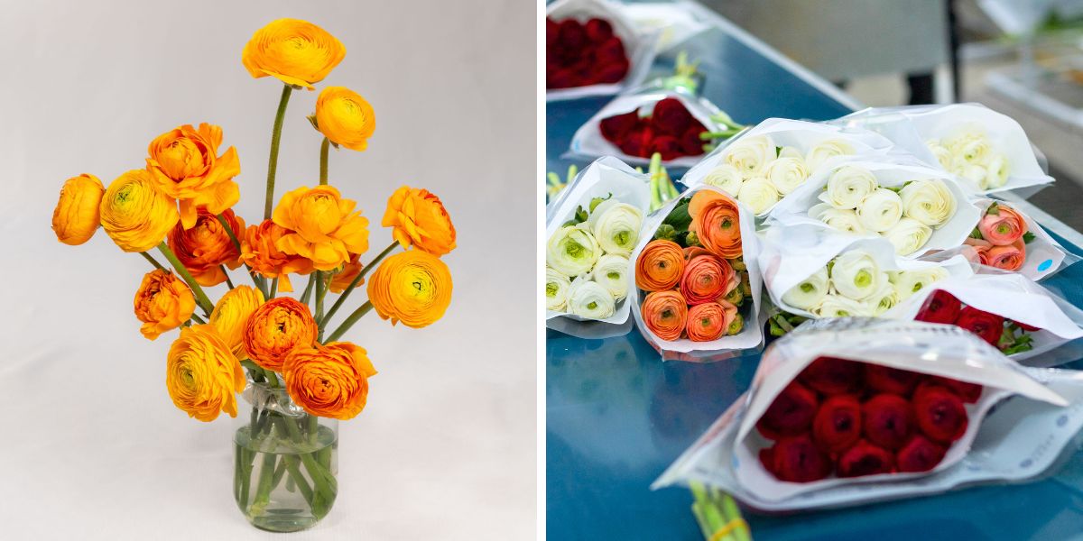 Ecuadorian Ranunculus by Tessa