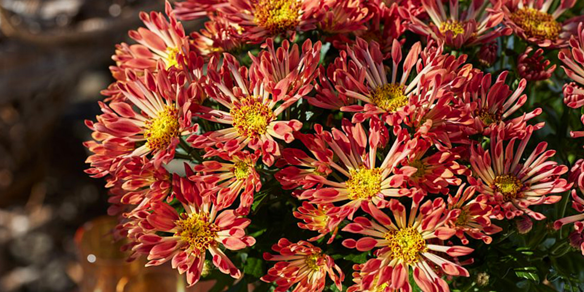 Sollinea Nomad Coral by Royal Van Zanten Sollinea Nomad Coral by Royal Van Zanten