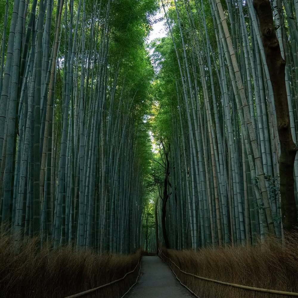Peaceful pathway through tall bamboo Peaceful pathway through tall bamboo