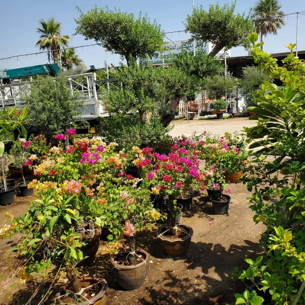 Blooming plants at Abu Dhabi nursery Blooming plants at Abu Dhabi nursery