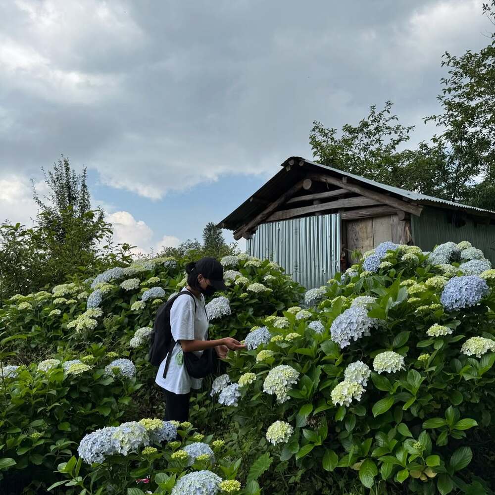 Eco-tourist admiring blooming hydrangeas Eco-tourist admiring blooming hydrangeas