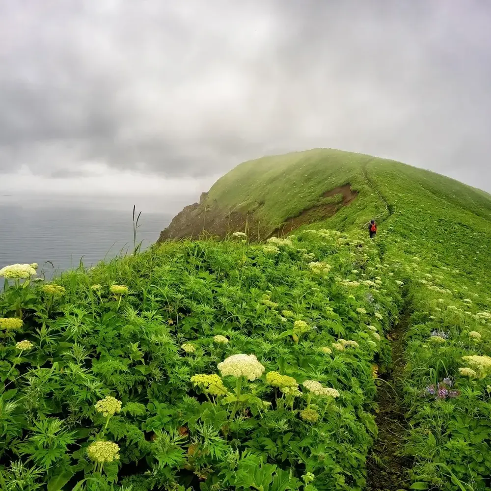 Traveler hiking lush green hillside Traveler hiking lush green hillside