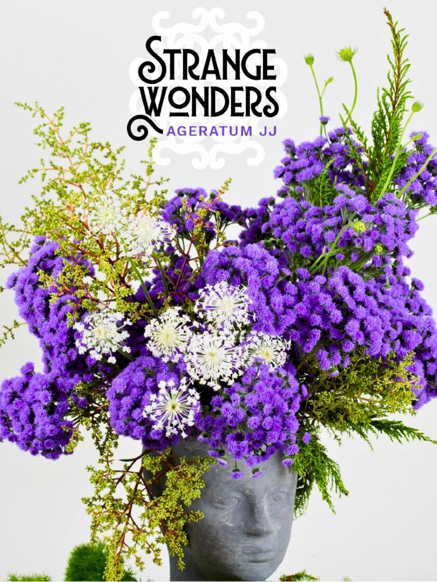 Strange Wonders Ageratum JJ Ball Cut Flowers