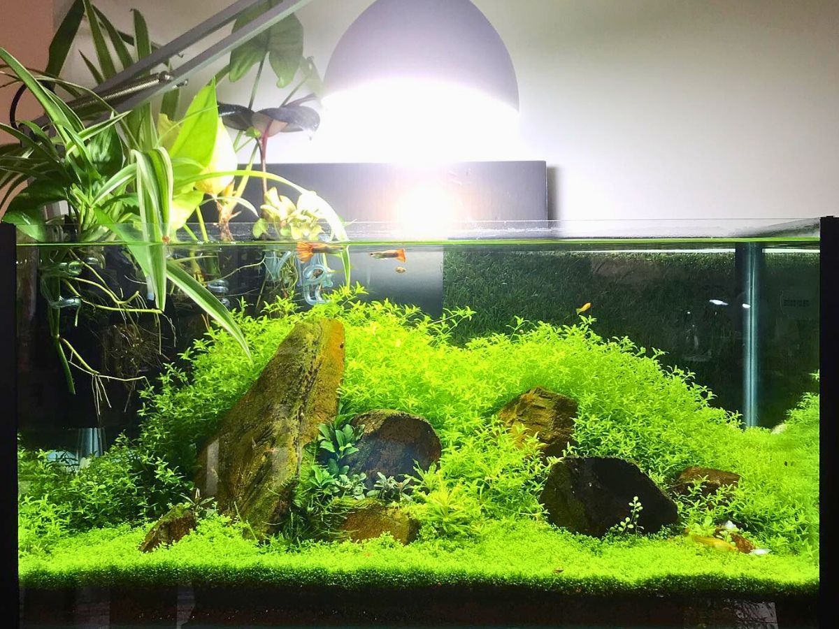 Aquarium Plants