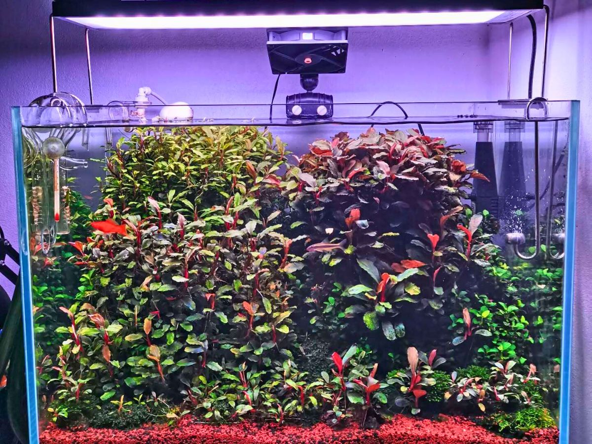 Aquarium Plants