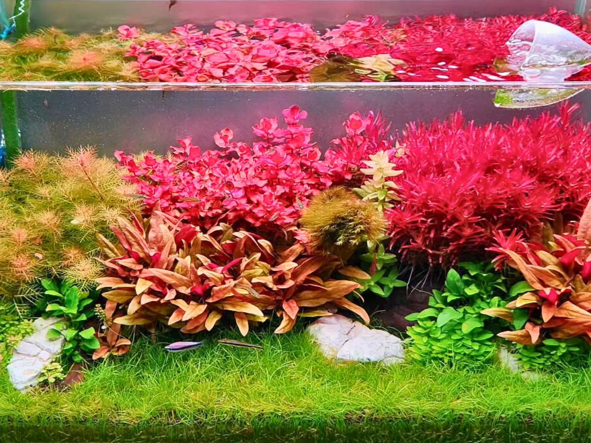 Aquarium Plants
