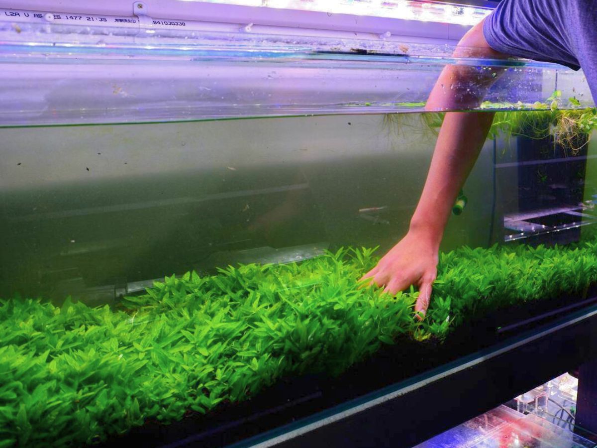 Aquarium Plants