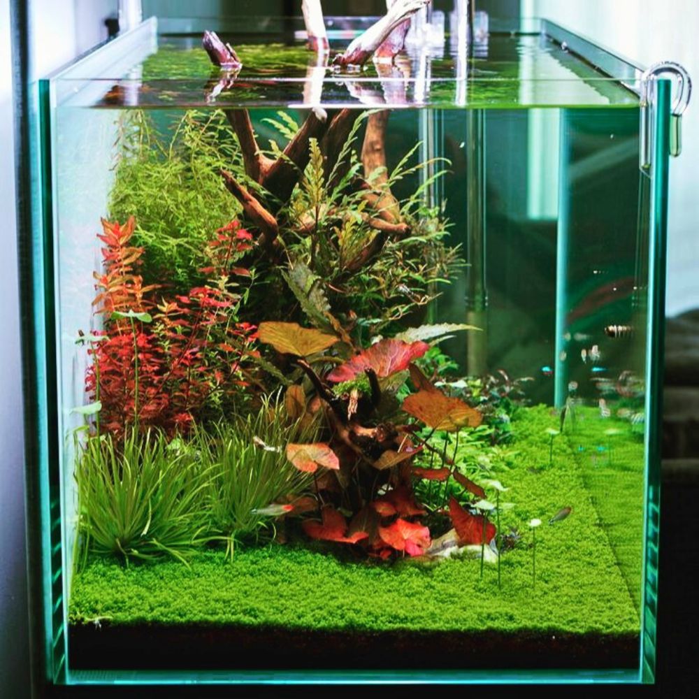 Aquarium Plants