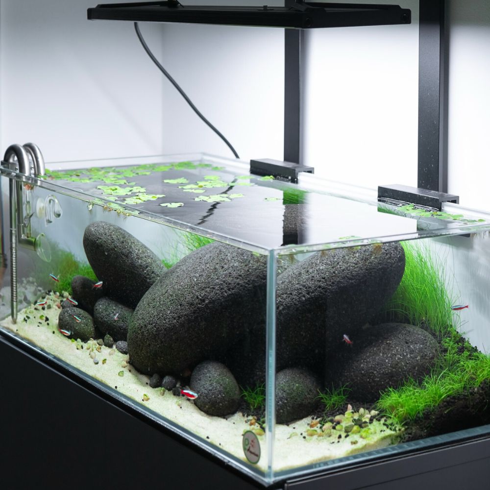 Aquarium Plants
