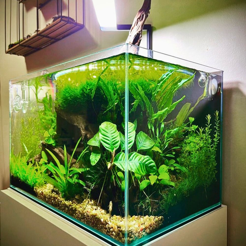 Aquarium Plants