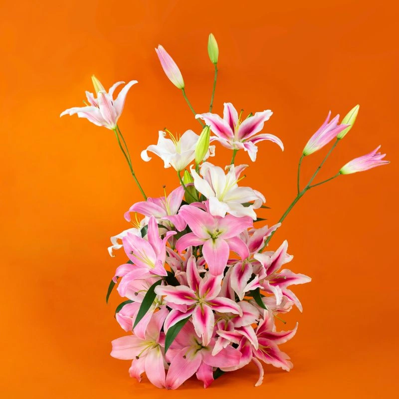 Lily collection by Mystic