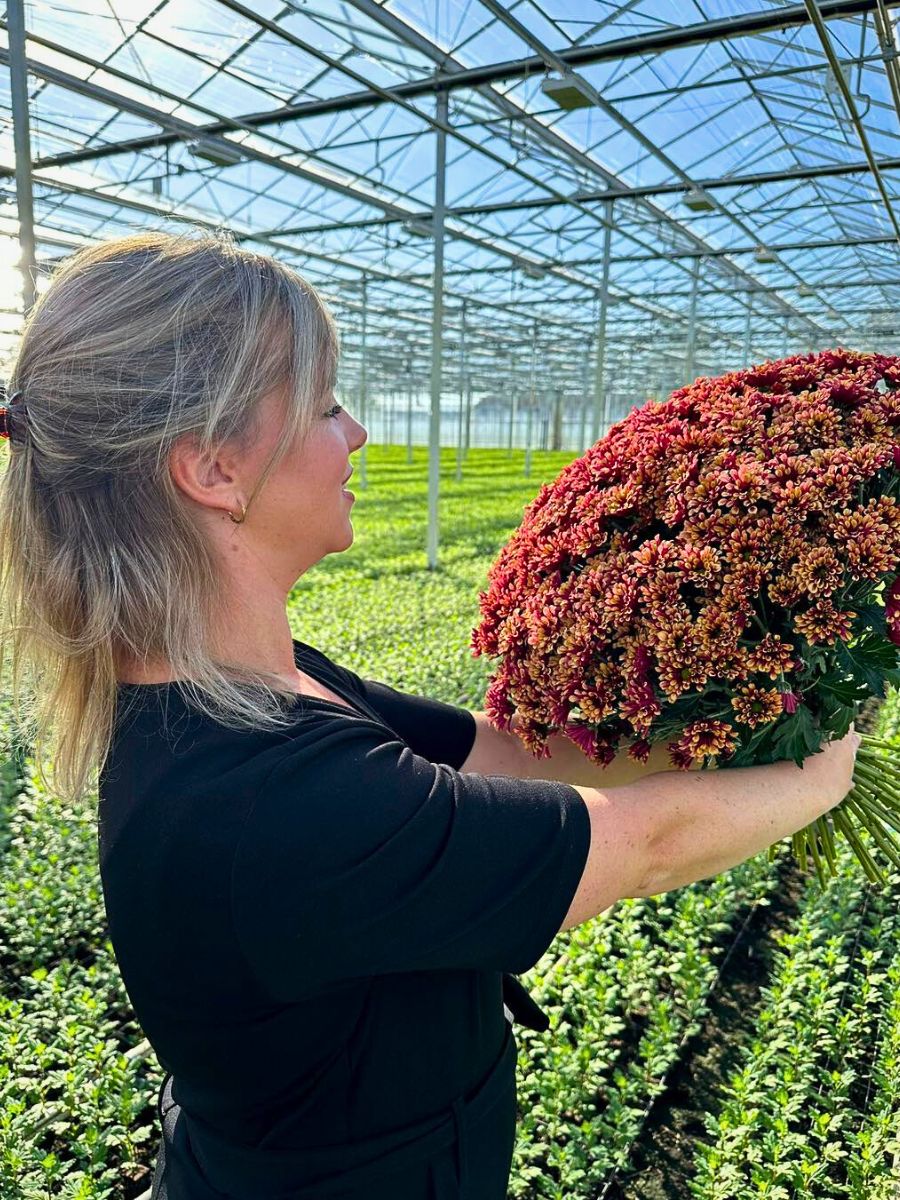 Chrysanthemum Economics of Sustainable Floriculture and How Going Green Pays Off