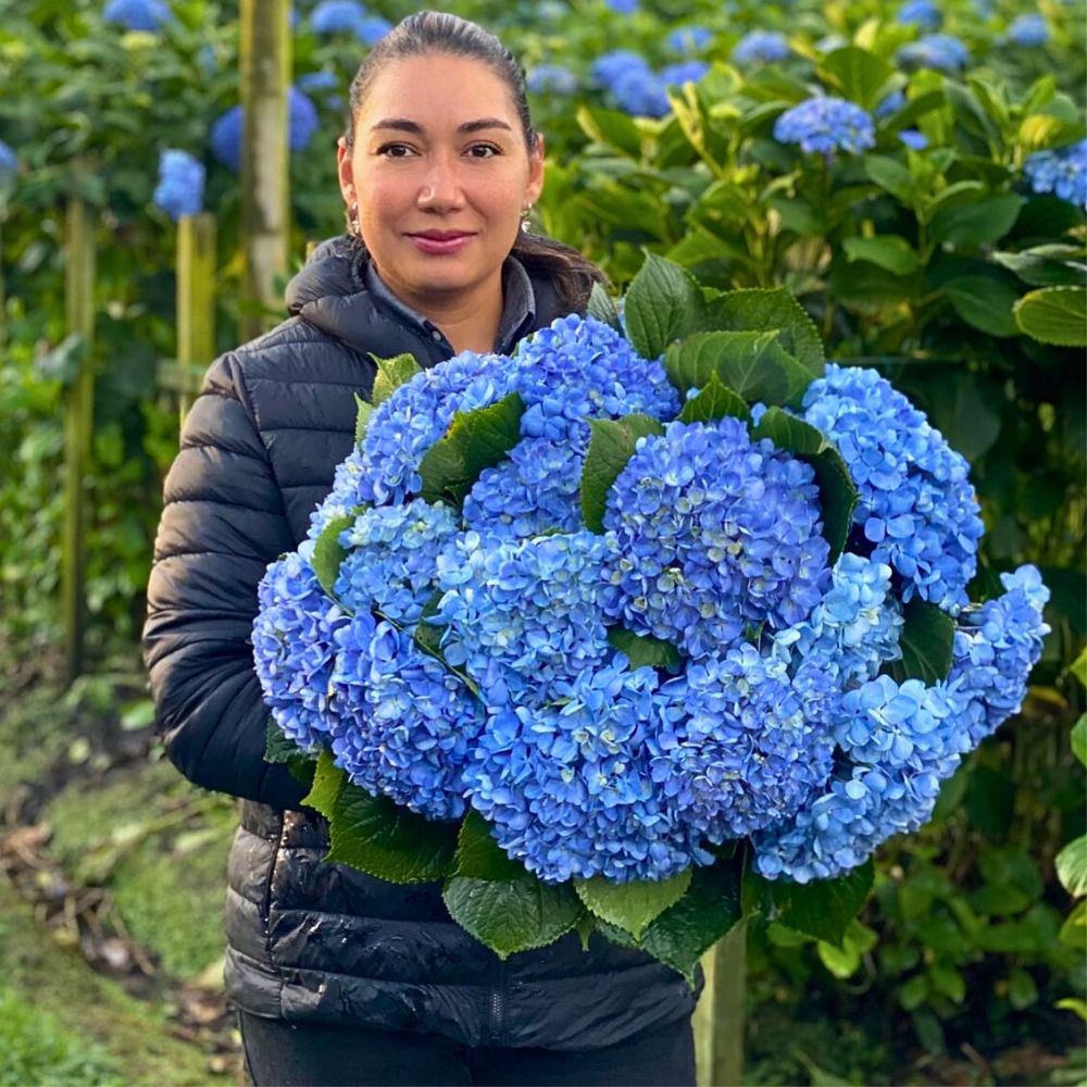 Hydrangea