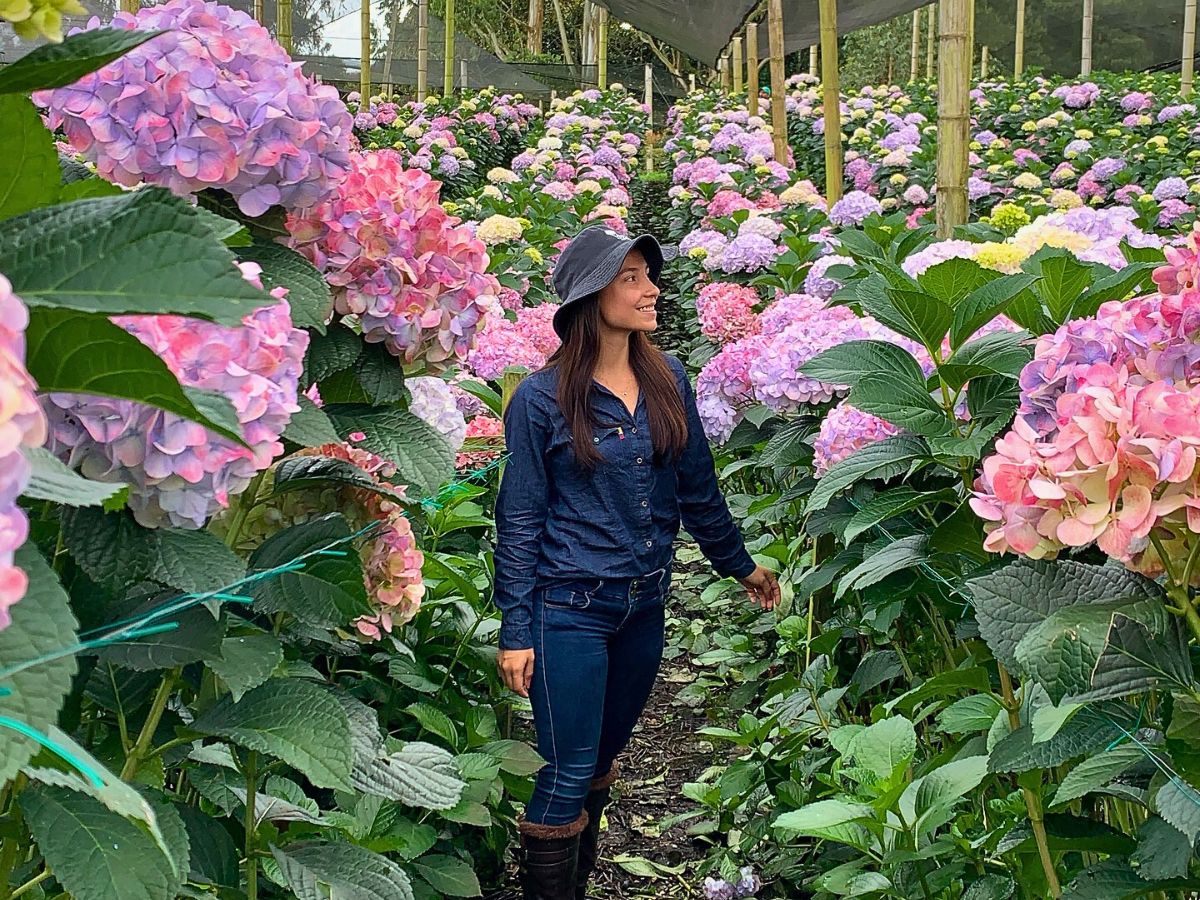 Hydrangea Economics of Sustainable Floriculture and How Going Green Pays Off