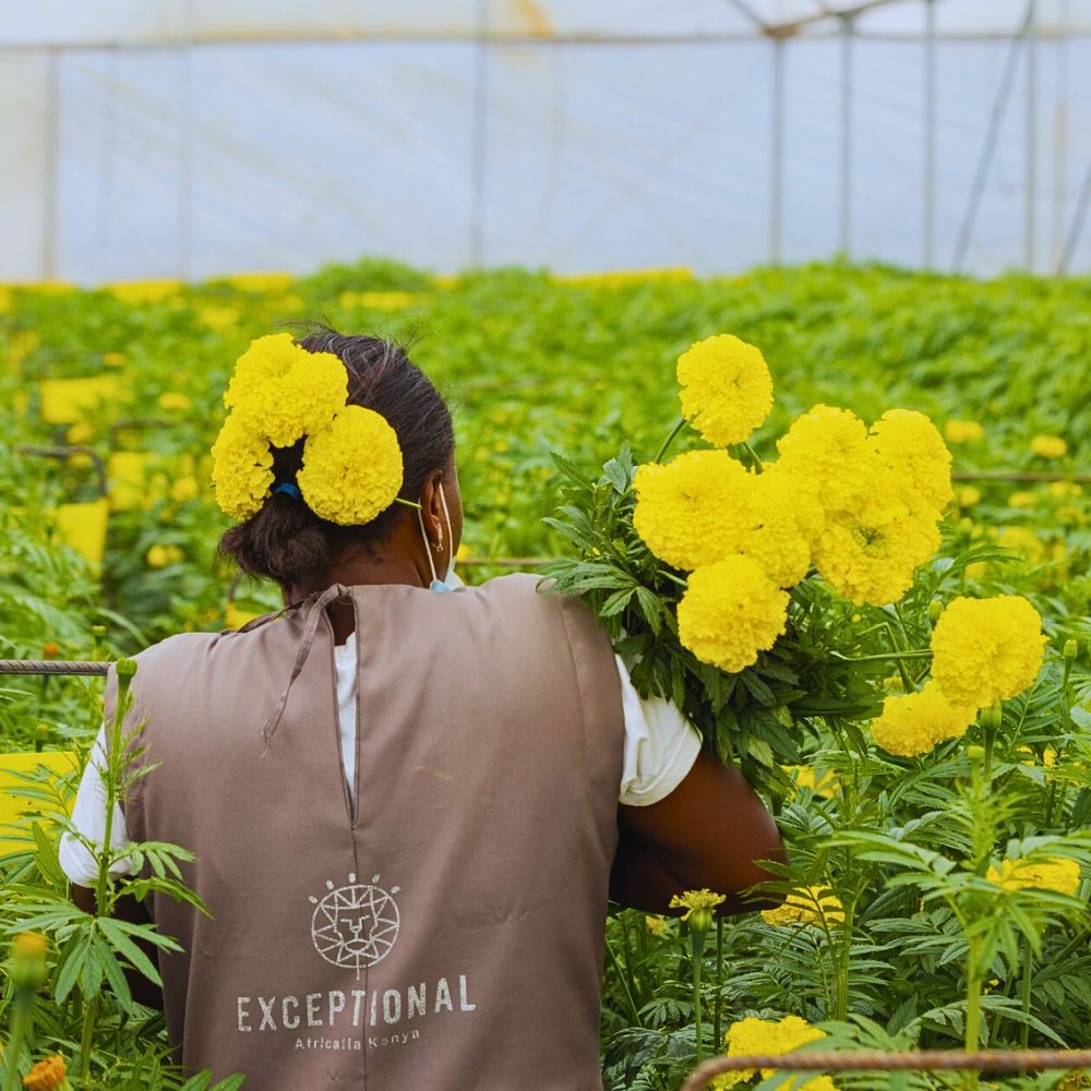 Marigold Economics of Sustainable Floriculture and How Going Green Pays Off
