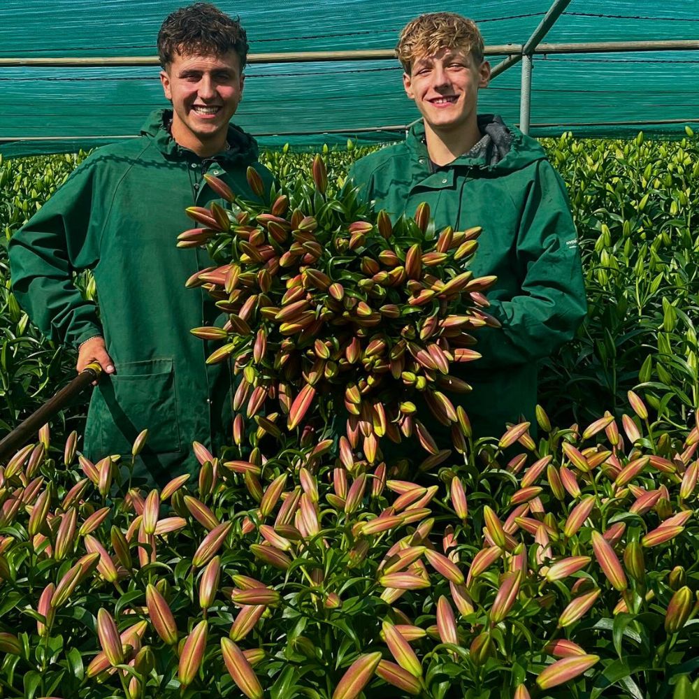 Lilies Economics of Sustainable Floriculture and How Going Green Pays Off