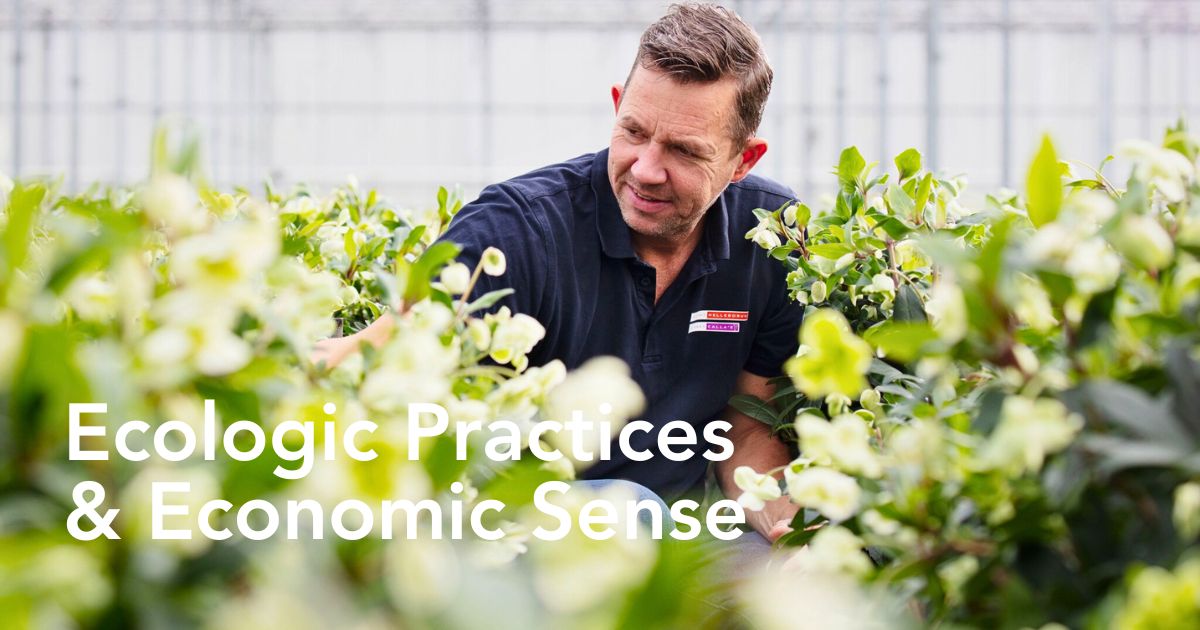 Economics of How Sustainable Floriculture Pays off in the Long Term - Thursd Article