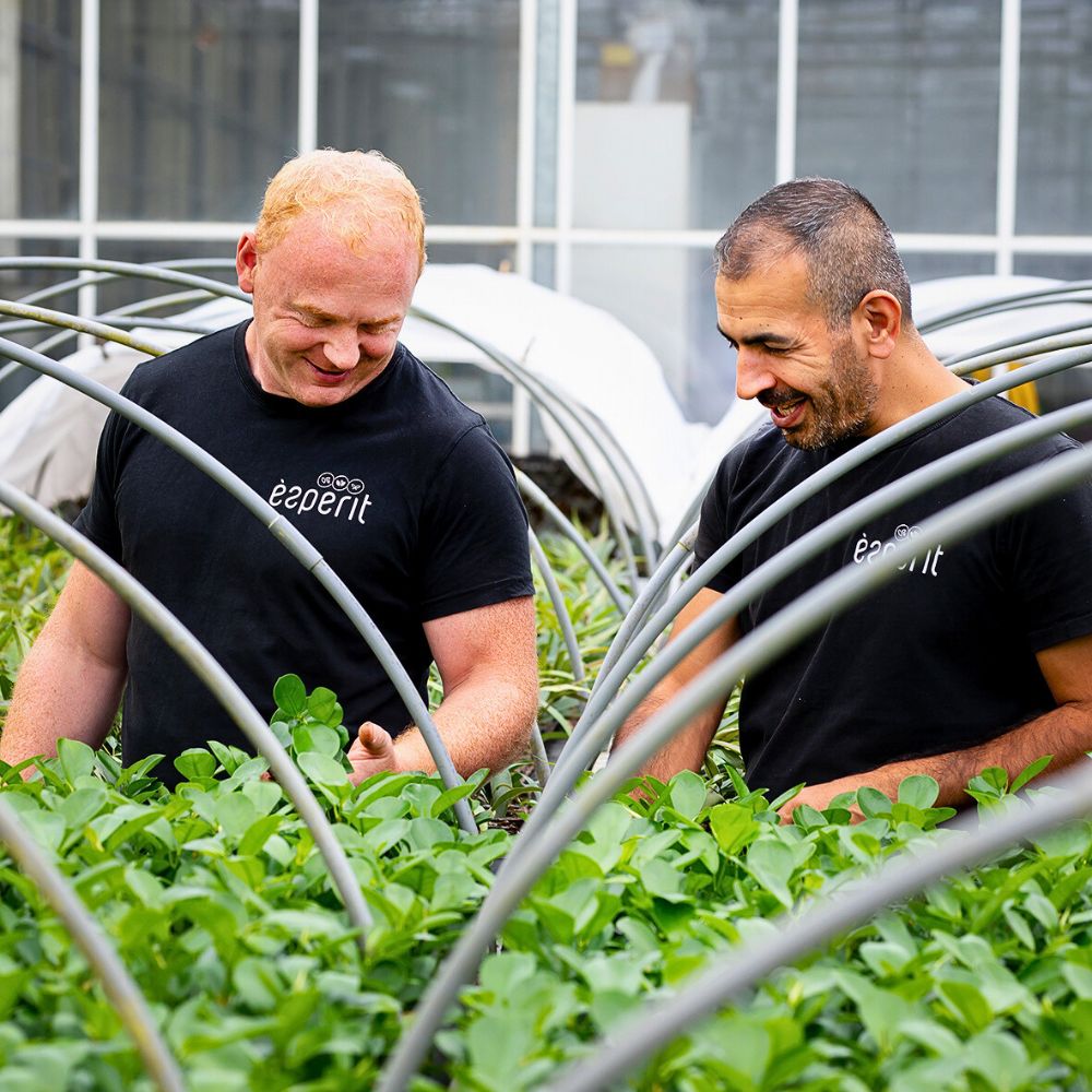 Floriculture cultivation Economics of How Sustainable Floriculture Pays off in the Long Term - Thursd Article