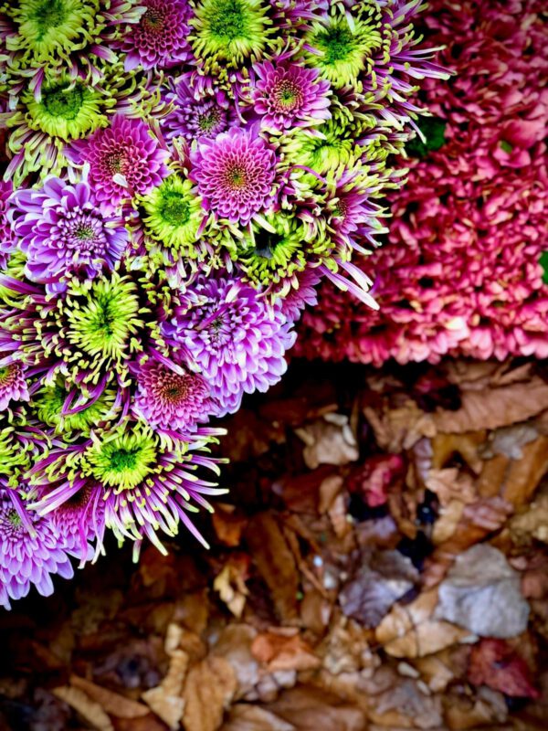 Design Japanese Garden 5 Haiku in bloom by Christa Ory - flowers Just Chrys - Blog on Thursd