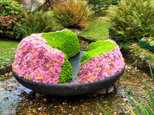 Chrysanthemums in Japanese Garden Hasselt for Haiku In Bloom - Blog on Thursd