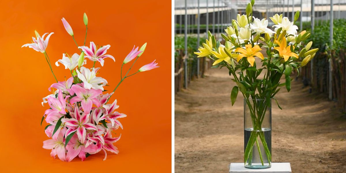 Lililes grown in Mystic Flowers Ecuador Lililes grown in Mystic Flowers Ecuador