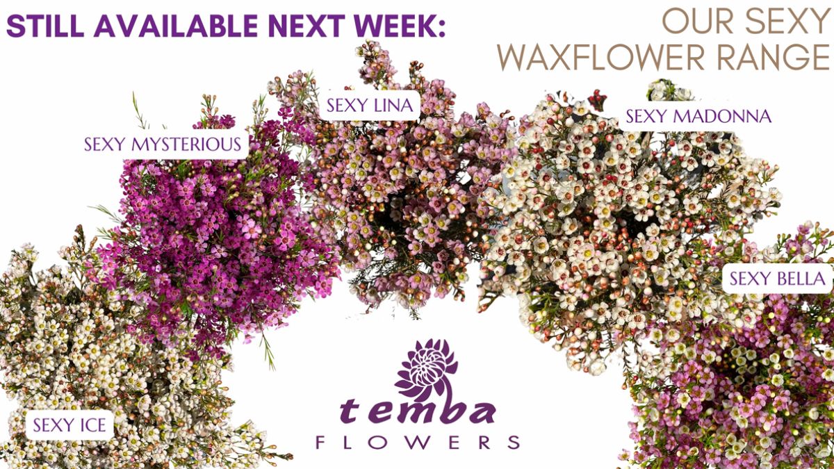  Various Waxflowers by Temba Flowers