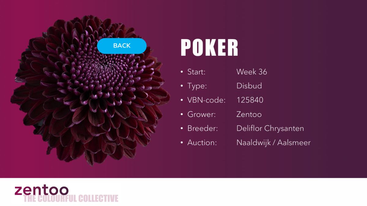 Chrysanthemum Poker by Zentoo
