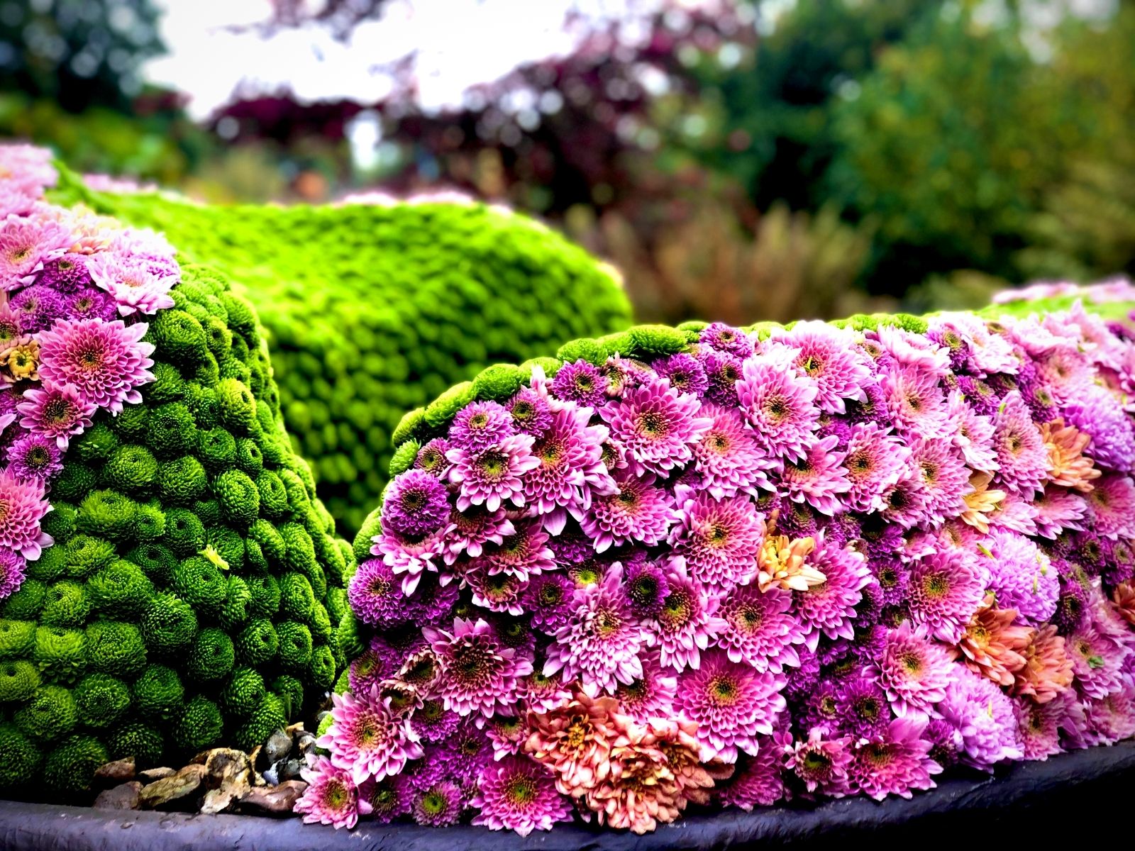 Chrysanthemums in Japanese Garden Hasselt for Haiku In Bloom chrysant - Liz Rosales Blog on Thursd (1)