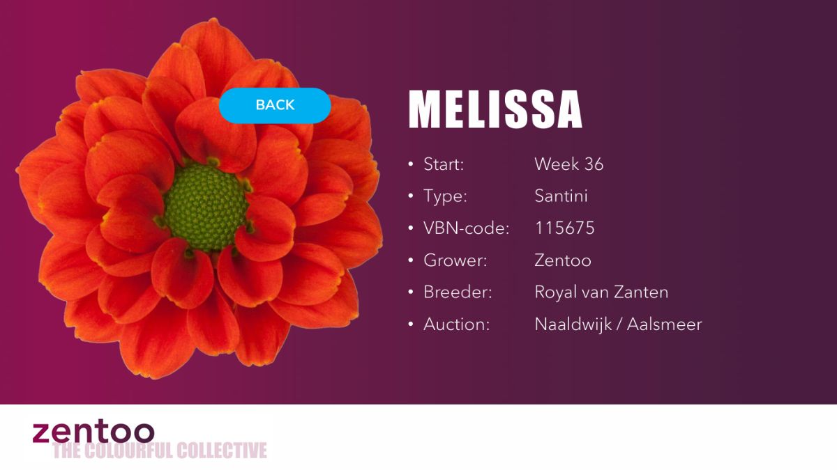 Chrysanthemum Melissa by Zentoo