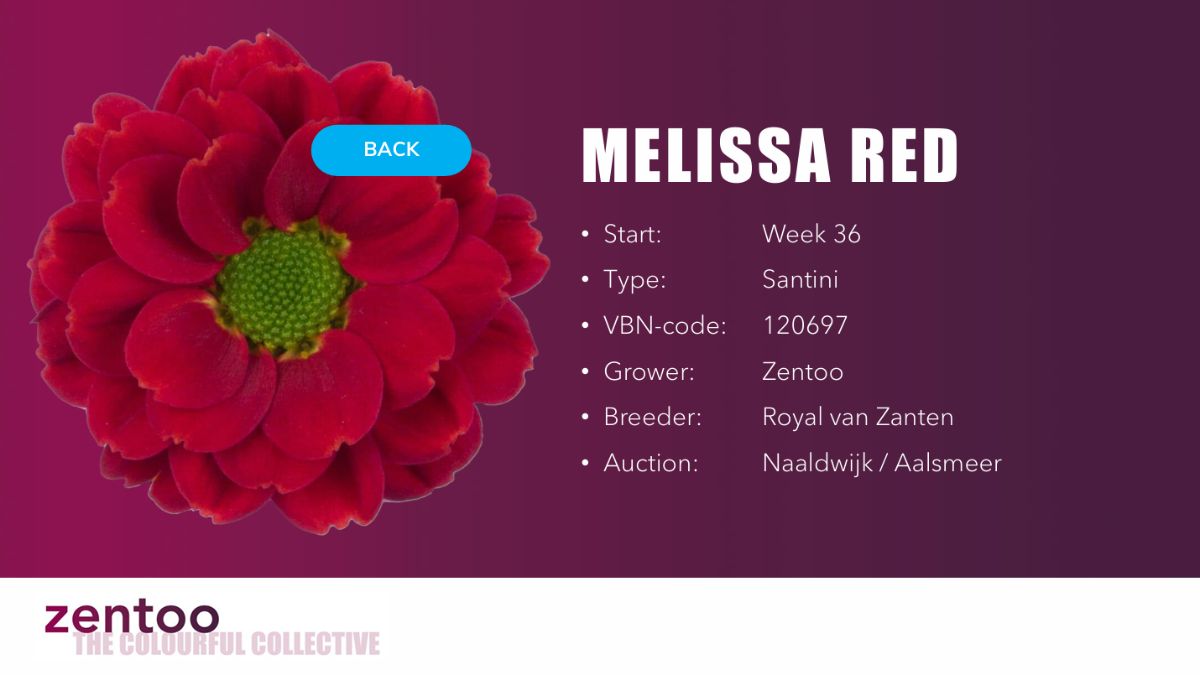 Chrysanthemum Melissa Red by Zentoo