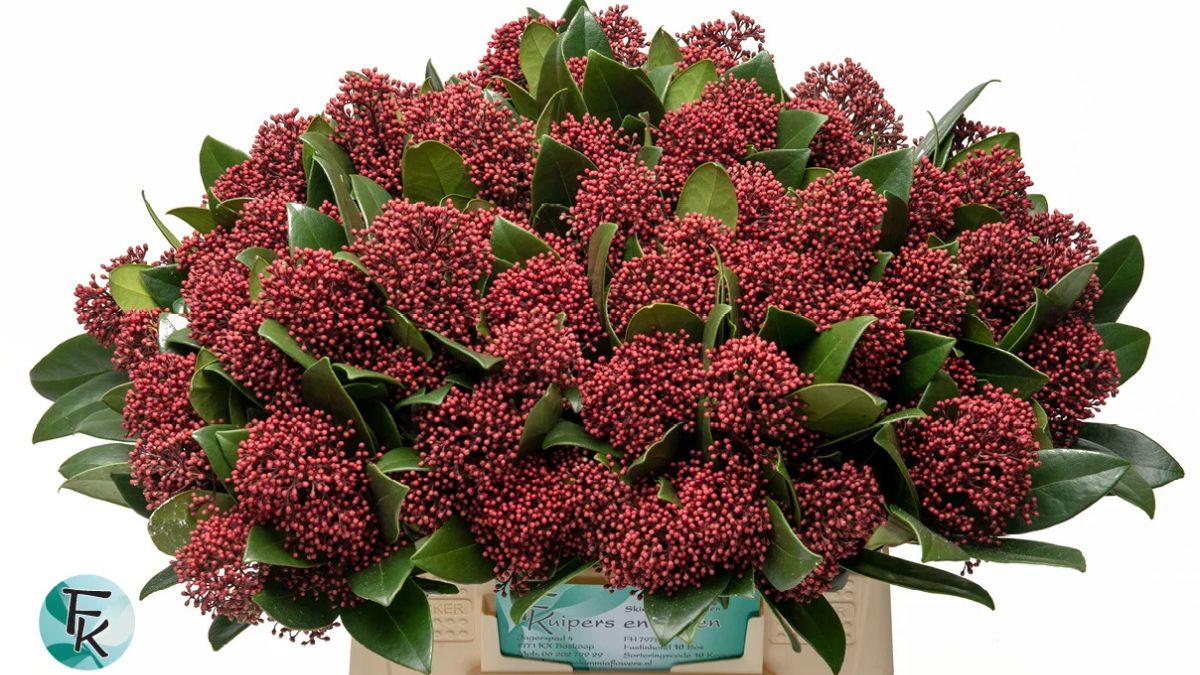 Skimmia Rubella by F Kuipers en Zonen