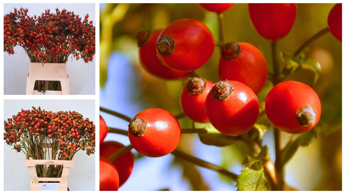 Rosehip by VOF Mak Wouters Rosehip by VOF Mak Wouters