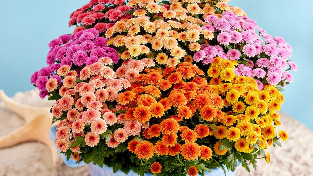 Jellyfish in different colors by Royal Van Zanten