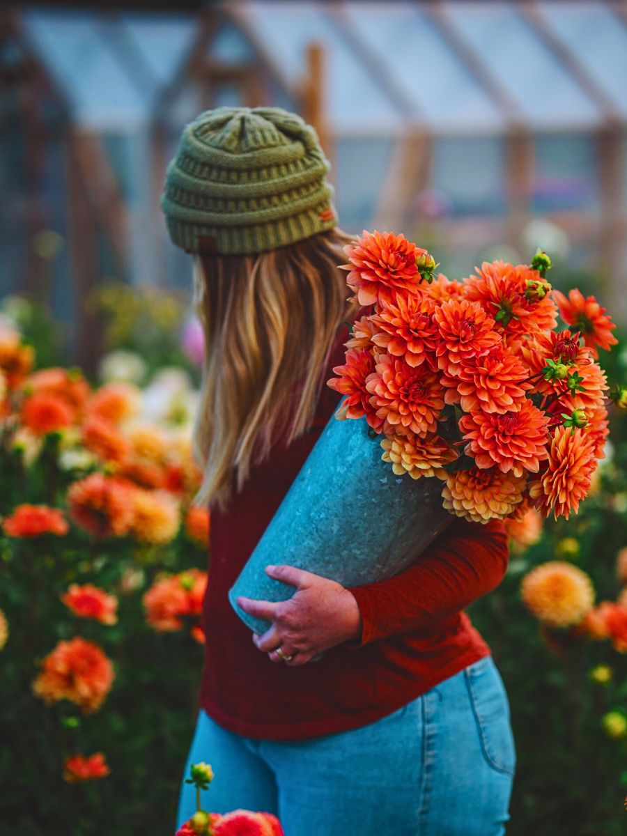 Dahlia The Aesthetic and Therapeutic Values of Floriculture - Thursd Article