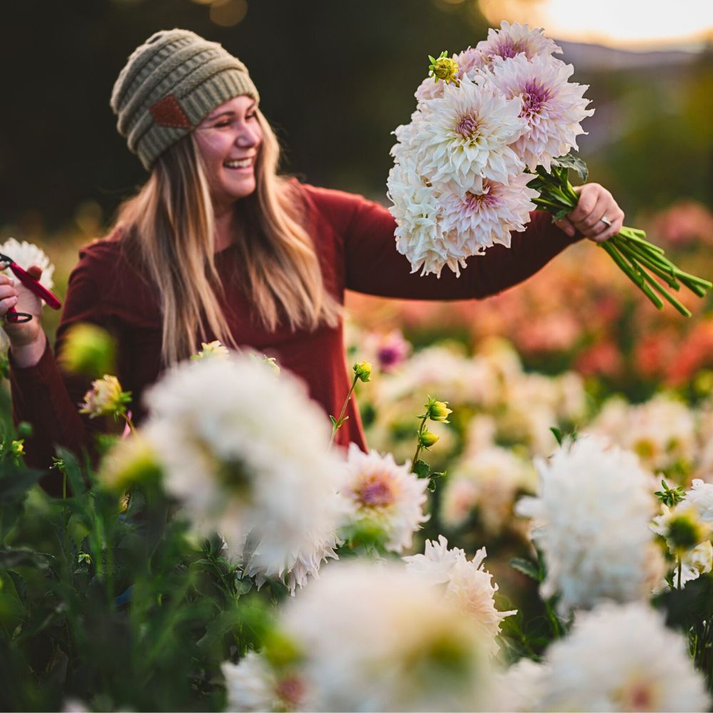 Dahlia flowers The Aesthetic and Therapeutic Values of Floriculture - Thursd Article