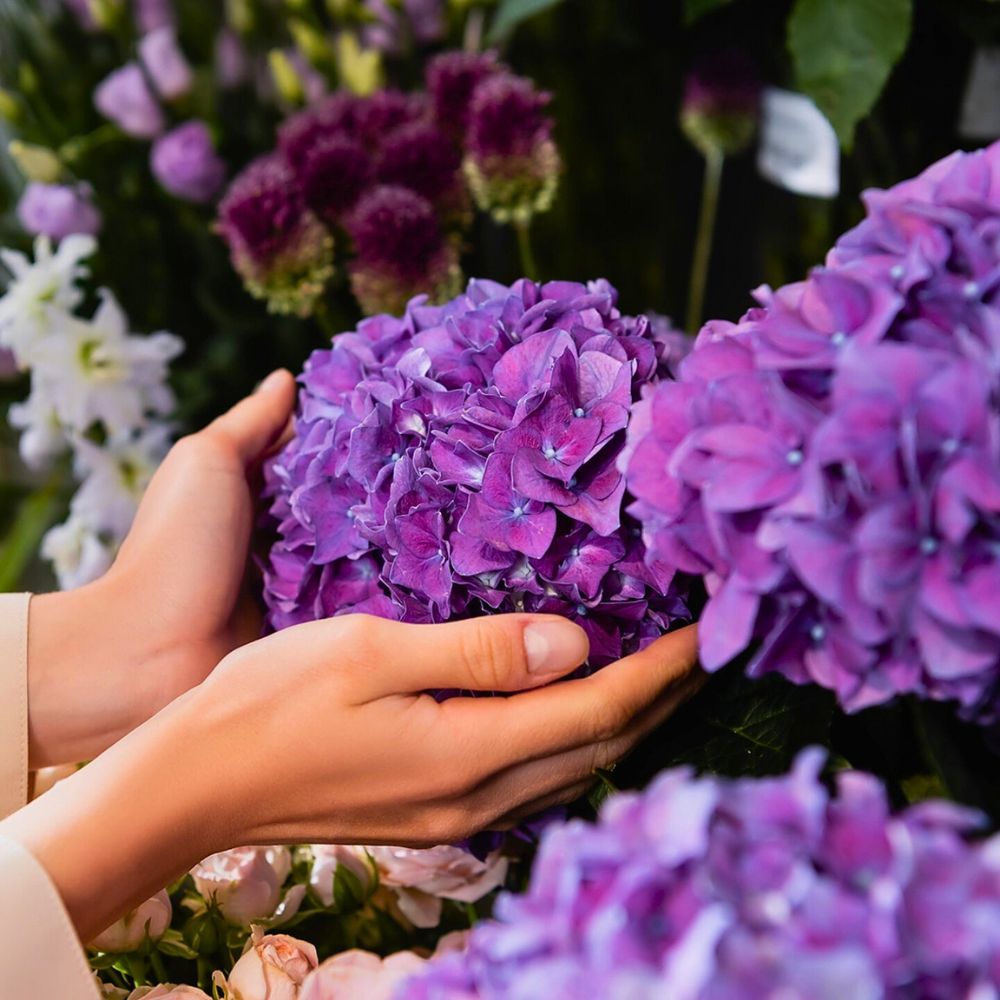 Hydrangea The Aesthetic and Therapeutic Values of Floriculture - Thursd Article