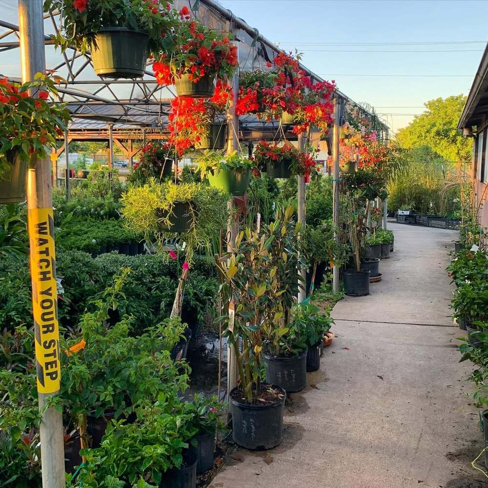 Outdoor nursery with hanging flower baskets Outdoor nursery with hanging flower baskets