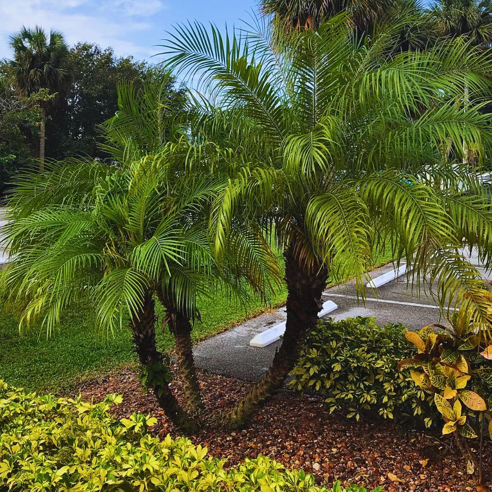 young Phoenix roebelenii trees