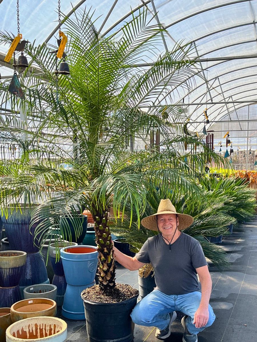 a man posing with Phoenix roebelenii